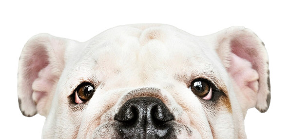 Perro